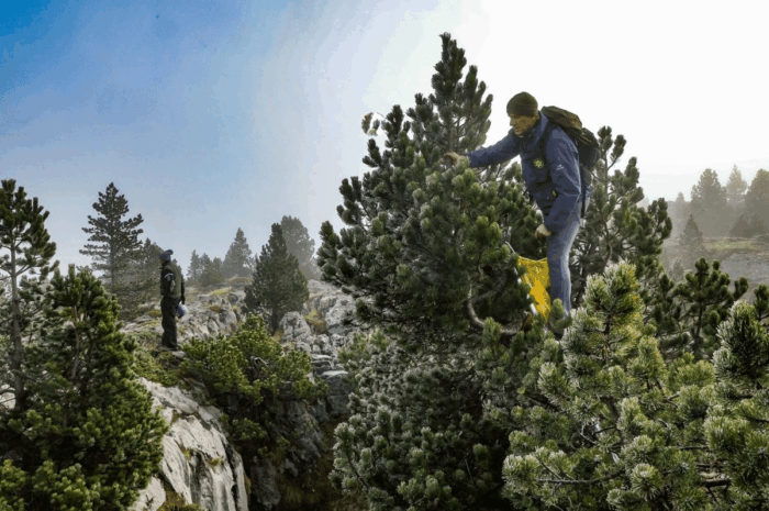 La Pierre Saint-Martin : les graines de pin à crochets participeront à la reforestation d’une partie de Gourette