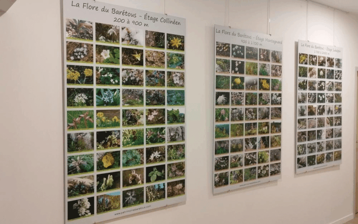 Découverte de la flore du Barétous