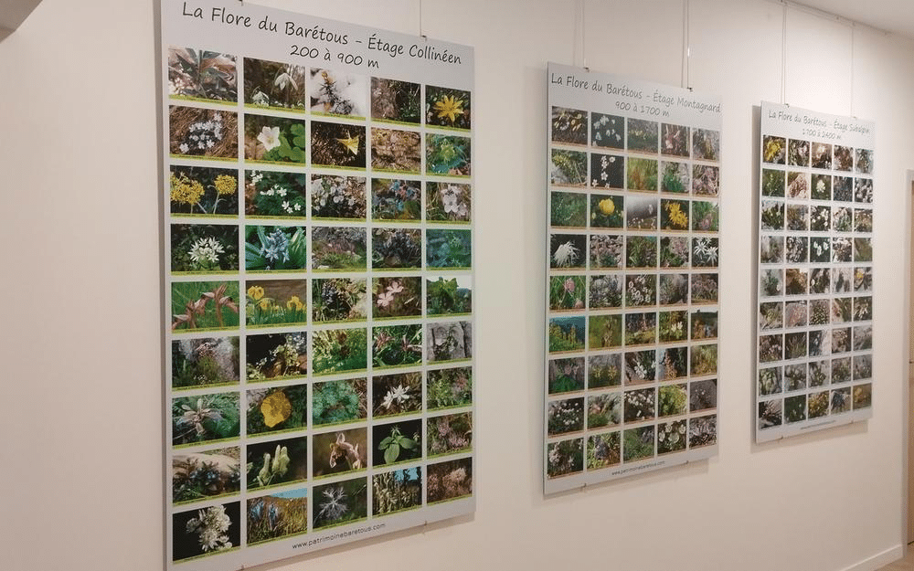 Lire la suite à propos de l’article Découverte de la flore du Barétous